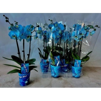 product/img.floraplaza.nl/112897-9B-LIVE_fotos-0xEAA71F2FE98A757EA1AC92C05823A4C09FD276C5.jpg