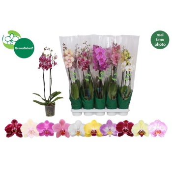product/img.floraplaza.nl/112898-12-LIVE_fotos-0xDAF70AF13DBA83706B17A2A7C635DF3610082AEE.jpg