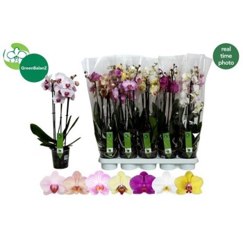 product/img.floraplaza.nl/112902-12-LIVE_fotos-0xF6E3C85D9A39E103EAAD38F0ACFD25F897D315F8.jpg
