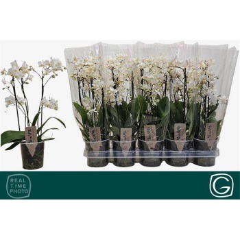 product/img.floraplaza.nl/112913-12-LIVE_fotos-0x8911BB4989A8B2B5D047D70DD2D44D3EFBB8CFAE.jpg