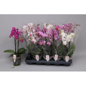 product/img.floraplaza.nl/112916-12-LIVE_fotos-0xB72D1A787BB7058703BD424ABD6932F7753EF78D.jpg