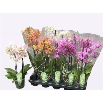 product/img.floraplaza.nl/112917-12-LIVE_fotos-0xE4D068364220393E1A0742FFA8BCC89292FFB9B3.jpg