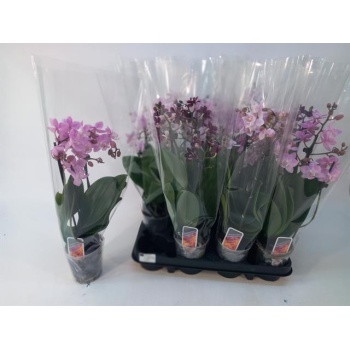 product/img.floraplaza.nl/112918-9-LIVE_fotos-0xB8BD6D0BC754FB8AC780449283D67E6BFD6ABB5D.jpg
