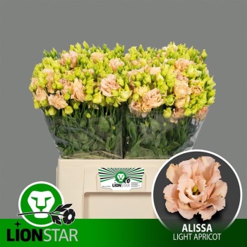 product/img.floraplaza.nl/113255-65-LIVE_fotos-0xC22E8602751C8BA39F0ADC9A32731D01B932B9F6.jpg