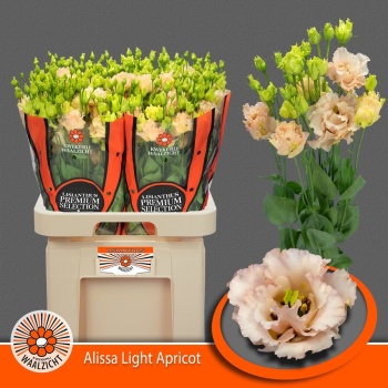 product/img.floraplaza.nl/113255MAASZ-LIVE_fotos-0xB5AEF742D895AEBE7868375876F468D056F2FC0A.jpg