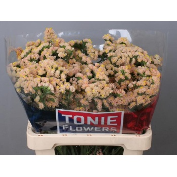 product/img.floraplaza.nl/113259-60-LIVE_fotos-0x7ABA6C4B1C6EE6F8748DE1EE094ECA4140F87FC5.jpg