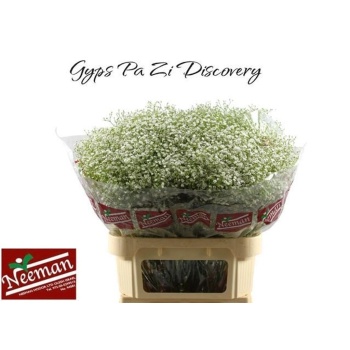 product/img.floraplaza.nl/113316-80-LIVE_fotos-0xA2311E0E0FD1487A4B606DDC5B6E8EAA3FCE9C22.jpg