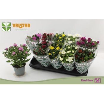 product/img.floraplaza.nl/11336-12-LIVE_fotos-0xBB6A1868A1D76F810AF74A1757678FD7F73CE7A8.jpg