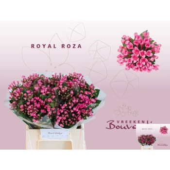 product/img.floraplaza.nl/113397-40-LIVE_fotos-0x1EDB281FFF27A795DE64B83AA32EE0EF2030564B.jpg