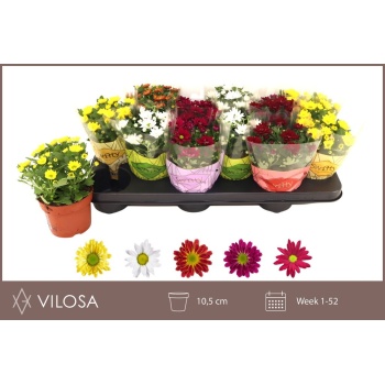product/img.floraplaza.nl/113429-510-LIVE_fotos-0xCCF0B02EC7712156043856AF3A2D281C6B0A85CB.jpg