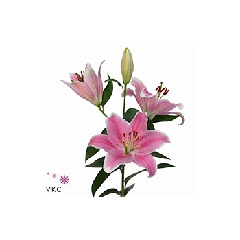 product/img.floraplaza.nl/11346-80-ART_fotos-VBN-vbn11346.jpg
