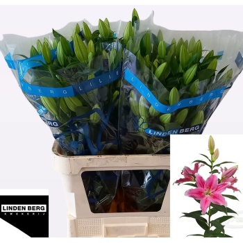 product/img.floraplaza.nl/11346-80-LIVE_fotos-0x22A5DD4FF1F48839A25A06A2F32BCAFD3916DD6A.jpg
