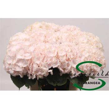 product/img.floraplaza.nl/113539-75-LIVE_fotos-0xBFFD6404742565D7D1B014D5A1944DCC7CE736DC.jpg