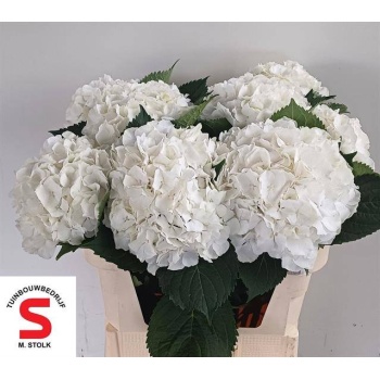 product/img.floraplaza.nl/113540-75-LIVE_fotos-0x8DF183732B3FCC16E06FE554B7CFDBCBBA9045B8.jpg