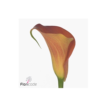 product/img.floraplaza.nl/113916-55-ART_fotos-VBN-vbn113916.jpg
