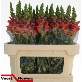 product/img.floraplaza.nl/113944-75-LIVE_fotos-0x0A97D8C45D1AEDC7D56BB399BEFAD05FFA194921.jpg
