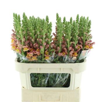 product/img.floraplaza.nl/113944-75-LIVE_fotos-0x7C3902D7C2A44D001302E311B1A09C874D9B9819.jpg
