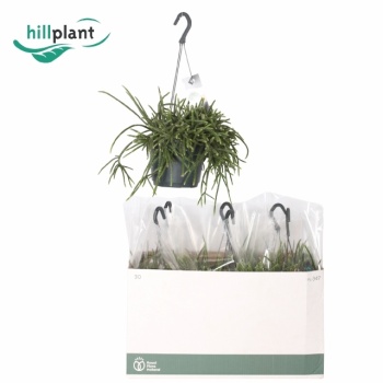 product/img.floraplaza.nl/114100-17-LIVE_fotos-0x72681F15D0B7C0CE5EF9F8ECD30214388A21EBB4.jpg