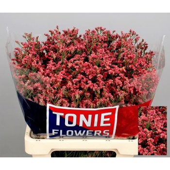 product/img.floraplaza.nl/114120-60-LIVE_fotos-0xB1ACFD24640F2E7700E08F00648BA9B0B960E990.jpg