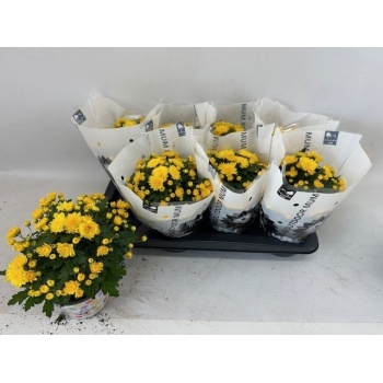 product/img.floraplaza.nl/114132-14-LIVE_fotos-0xDEA4EEC6A011C00C50EF6142443DBD221A7D1440.jpg