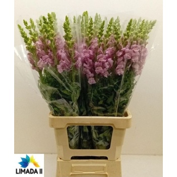 product/img.floraplaza.nl/114143-75-LIVE_fotos-0xE9A3D82BFBB83AC5F769D304EE53052FA031B3FA.jpg