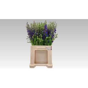 product/img.floraplaza.nl/114185-60-LIVE_fotos-0xED8E49A966B921E2082BC6C65A87BDA61720EAE7.jpg
