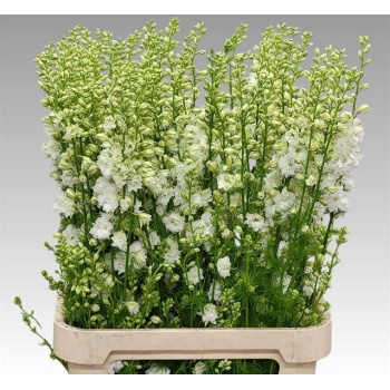 product/img.floraplaza.nl/114186-90-LIVE_fotos-0x2774B99FC6FBDA59100F7B477295F0AC90C9C9F5.jpg