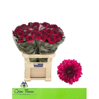 product/img.floraplaza.nl/114225-80-LIVE_fotos-0xD88F2E22C9F6741ADF802F48D4BD76413280941F.jpg