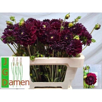 product/img.floraplaza.nl/114240-55-LIVE_fotos-0xF84629833F9D768A3EE7B927B7ACA0D58A644C8F.jpg