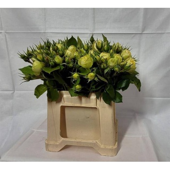 product/img.floraplaza.nl/114289-50-LIVE_fotos-0xBF3CF7F07C59C40B9115EE7FF6BD0B38282582CB.jpg