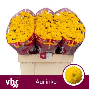 product/img.floraplaza.nl/114292-55-LIVE_fotos-0xCE202AD4D3A0D805A347224652CFADEDE77675F0.jpg
