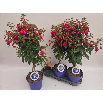 product/img.floraplaza.nl/114336-19-LIVE_fotos-0x4E9AC2CBFF9B22CF4D418C0B5C291CC533BD2266.jpg
