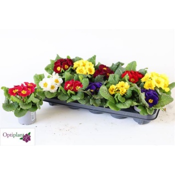 product/img.floraplaza.nl/11437-510-LIVE_fotos-0xFAA0D0976CE9DA39947461BE74A027E8E56548D7.jpg