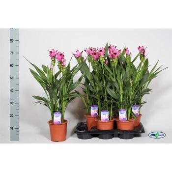 product/img.floraplaza.nl/114378-17-LIVE_fotos-0xC37DE20B3C3EBA2C15B7FD8C5BD74245A855B8D7.jpg