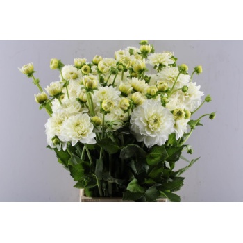 product/img.floraplaza.nl/114422-55-LIVE_fotos-0xF7CD66F344F8CA22BC664ECFC367D6EDC04D3ECA.jpg