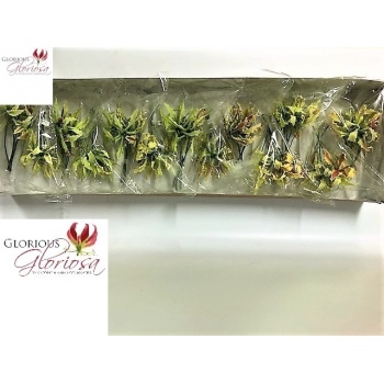 product/img.floraplaza.nl/114444-20-LIVE_fotos-0xA654DAB38824CDDD86B0DBDDD0DA28B51A0D5C35.jpg