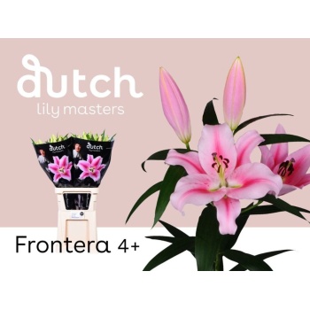 product/img.floraplaza.nl/114586-90-LIVE_fotos-0xDB68C78066AC55D6B260348E00F6F95881866EEA.jpg