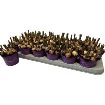 product/img.floraplaza.nl/114617-9-LIVE_fotos-0x2AE3F3D4B77F81B4EAE651CDADC063A987092DB3.jpg