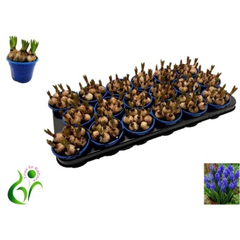 product/img.floraplaza.nl/114617-9-LIVE_fotos-0x9C519DE03316CB82DC42B2D6BBB43A45D173C84F.jpg