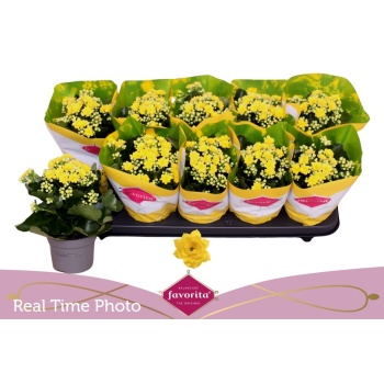 product/img.floraplaza.nl/114636-510-LIVE_fotos-0xBC720FD816C14436670FC108BEA5B41652903491.jpg