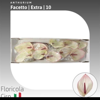 product/img.floraplaza.nl/114641-LIVE_fotos-0xAD8010075F7887C834A909036AB3C02495B3E51C.jpg