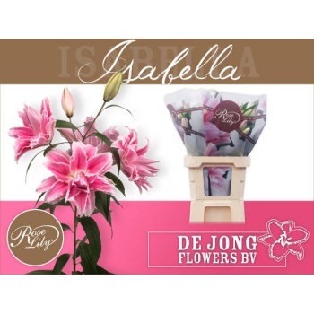 product/img.floraplaza.nl/114681-80-LIVE_fotos-0x07089687B582ED0860D341800C0FF3E493DCFCDB.jpg