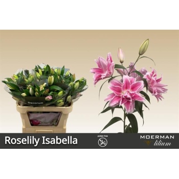 product/img.floraplaza.nl/114681-90-LIVE_fotos-0xE71A1F219988EA999C4D86A8089FD1F43BC9D21F.jpg