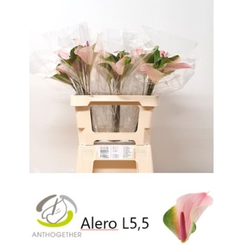 product/img.floraplaza.nl/115001-LIVE_fotos-0x90D885EF0E0E0AD7ACCDE9AAB25350E40E525356.jpg