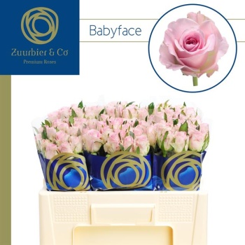 product/img.floraplaza.nl/115111-50-ZUUR-LIVE_fotos-0xAA539AEC4BD78C288C4B0FE14FE278B6D6C088FA.jpg