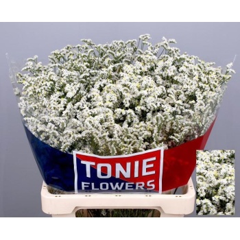 product/img.floraplaza.nl/115254-60-LIVE_fotos-0x5B32F26D970D2F6C5B0BCAACFC5C12F0C5F9A2E8.jpg