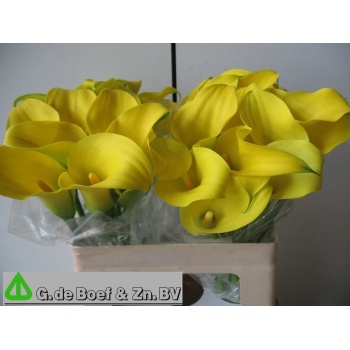 product/img.floraplaza.nl/115298-55-LIVE_fotos-0xD6B36EF86F3D2E7970C3FA71D2BF2A931E47C9F1.jpg