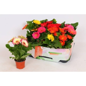 product/img.floraplaza.nl/115402-9-LIVE_fotos-0xCCD815F5811C607F3E9E5F8A92E47A0032E53351.jpg