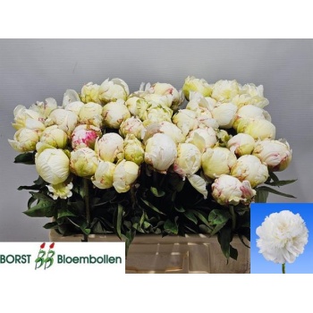 product/img.floraplaza.nl/115575-45-LIVE_fotos-0x658E43AE39B481EDF7CE631D9207EA95AB6E85A0.jpg