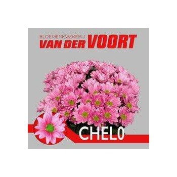 product/img.floraplaza.nl/115581-70-LIVE_fotos-0xDF8AD67033B7F162565775D631876FC1533FC174.jpg